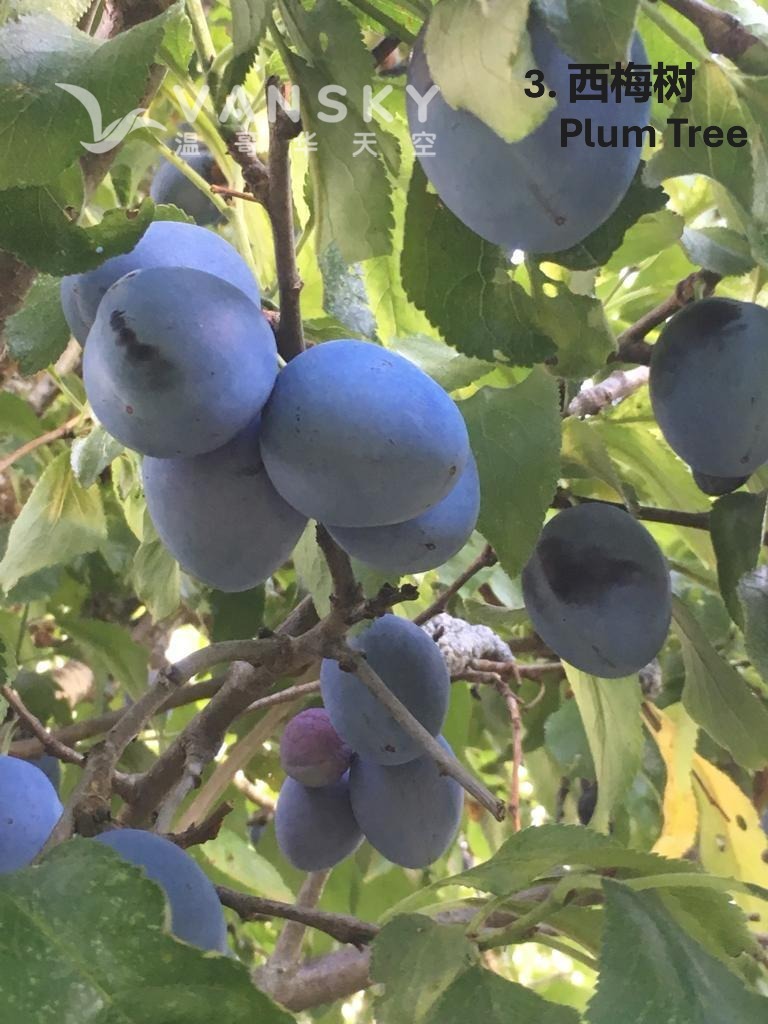 260503235300_plum Chinese.JPG